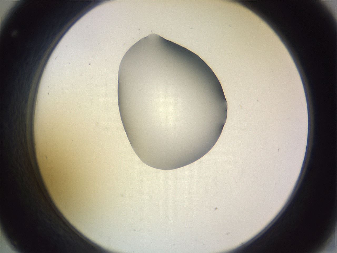 folderID280_plateID1280_batchID4172_wellNum32_profileID1_d2_r75319_ef.jpg