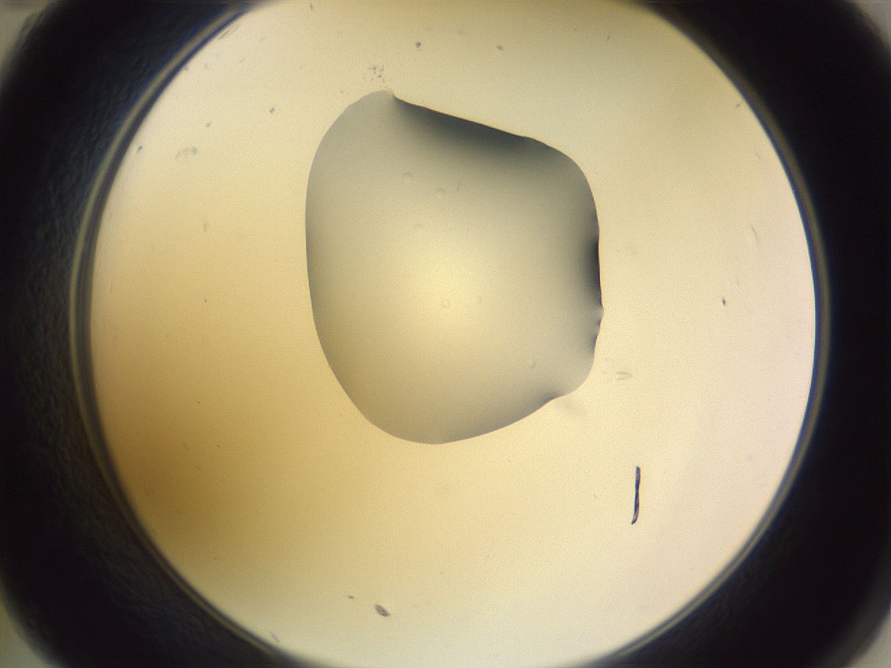folderID280_plateID1280_batchID4172_wellNum35_profileID1_d2_r75325_ef.jpg