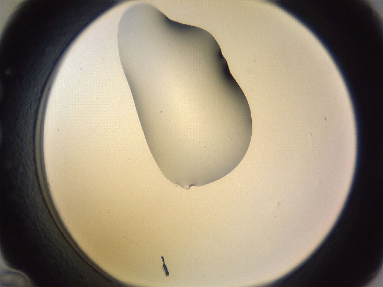 folderID280_plateID1280_batchID4172_wellNum36_profileID1_d1_r75326_ef.jpg