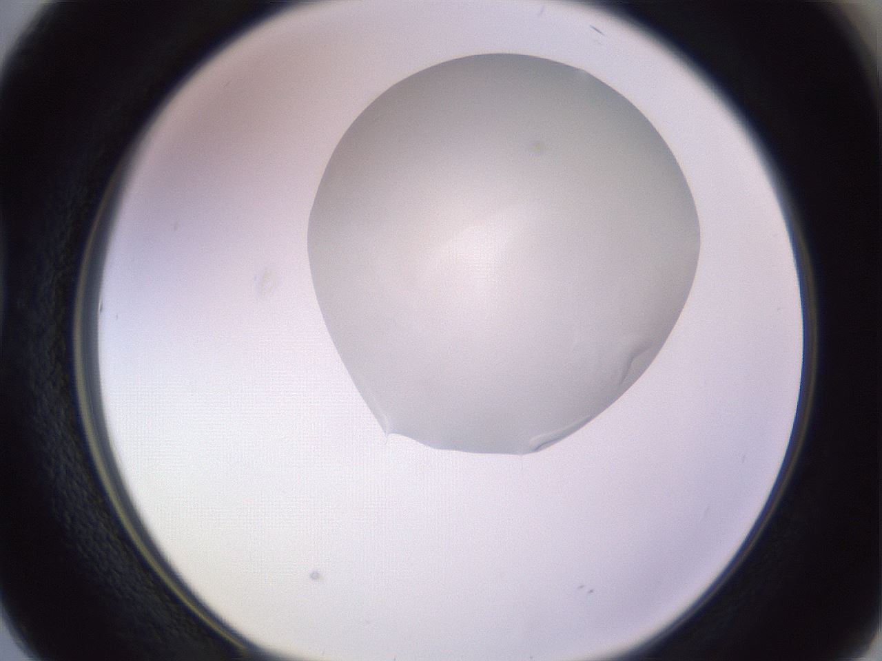folderID280_plateID1280_batchID4172_wellNum38_profileID1_d1_r75330_ef.jpg