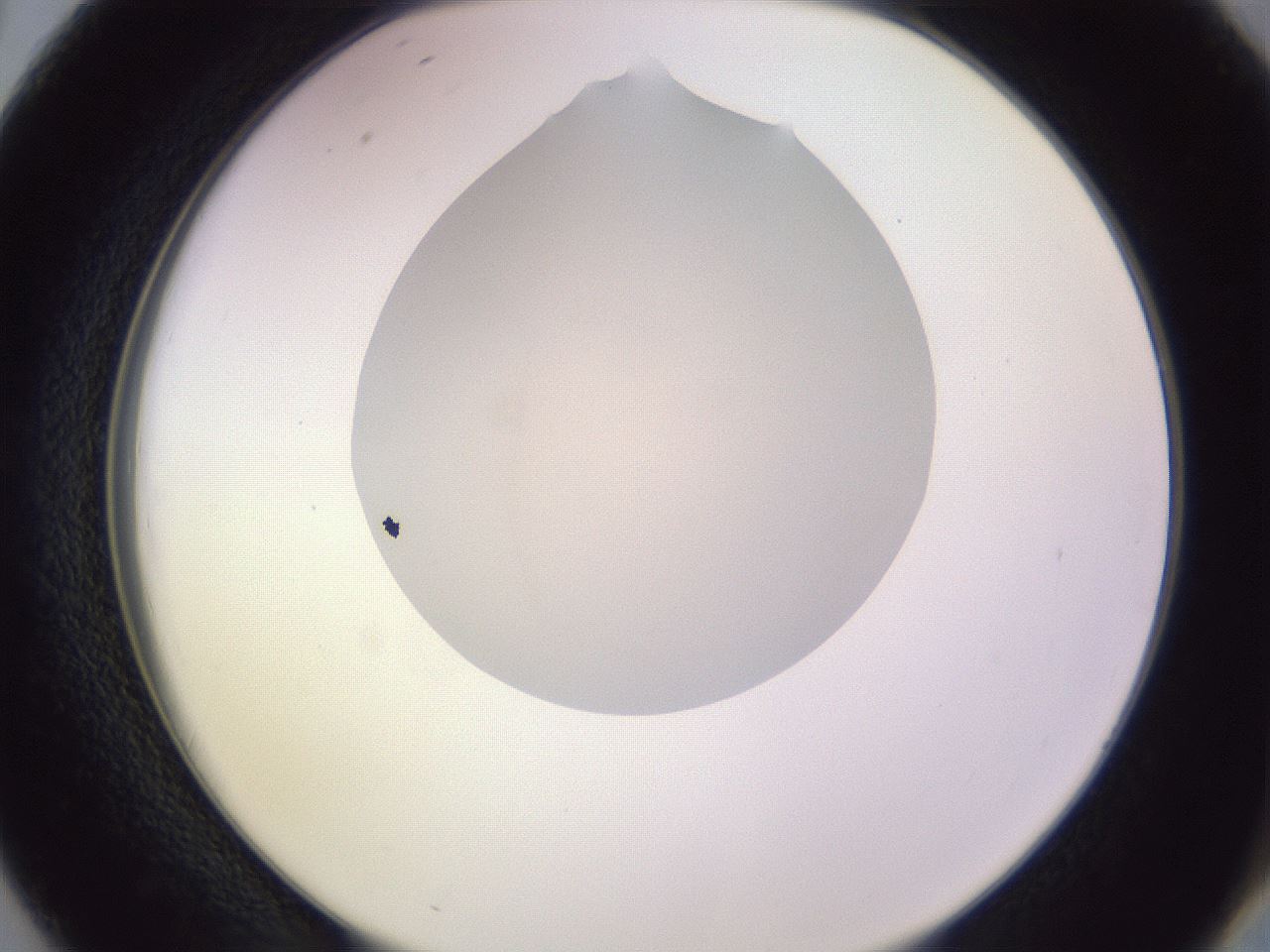 folderID280_plateID1280_batchID4172_wellNum38_profileID1_d2_r75331_ef.jpg