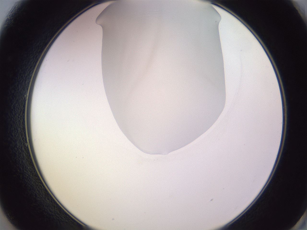 folderID280_plateID1280_batchID4172_wellNum49_profileID1_d2_r75353_ef.jpg