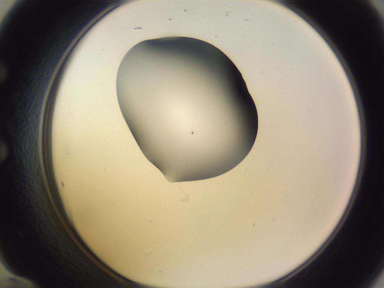 folderID280_plateID1280_batchID4172_wellNum60_profileID1_d1_r75374_ef.jpg
