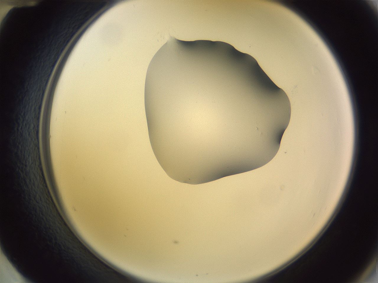 folderID280_plateID1280_batchID4172_wellNum60_profileID1_d2_r75375_ef.jpg