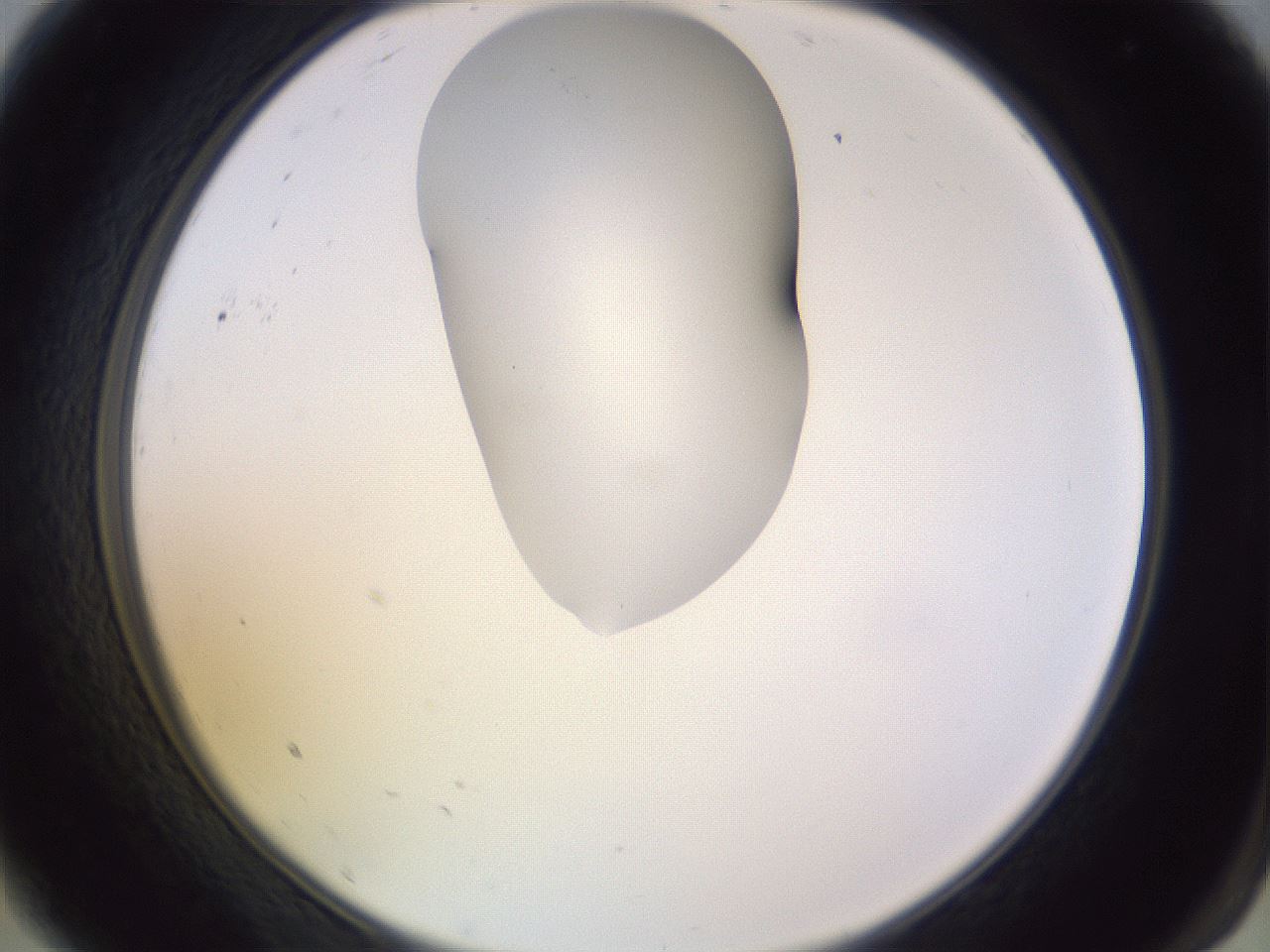 folderID280_plateID1280_batchID4172_wellNum9_profileID1_d2_r75273_ef.jpg