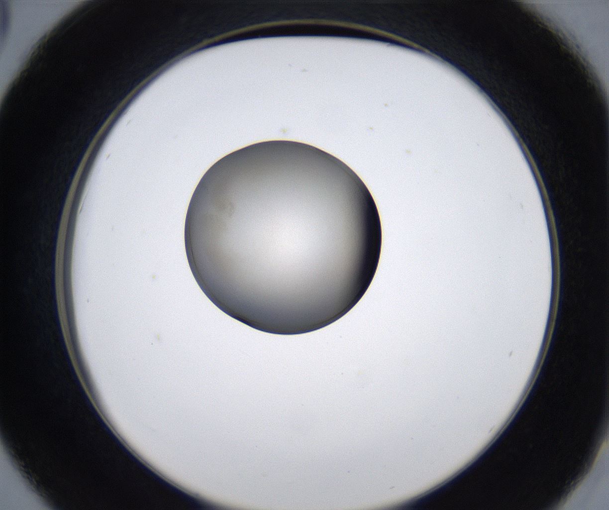 folderID280_plateID2280_batchID10795_wellNum42_profileID1_d2_r159297_ef.jpg