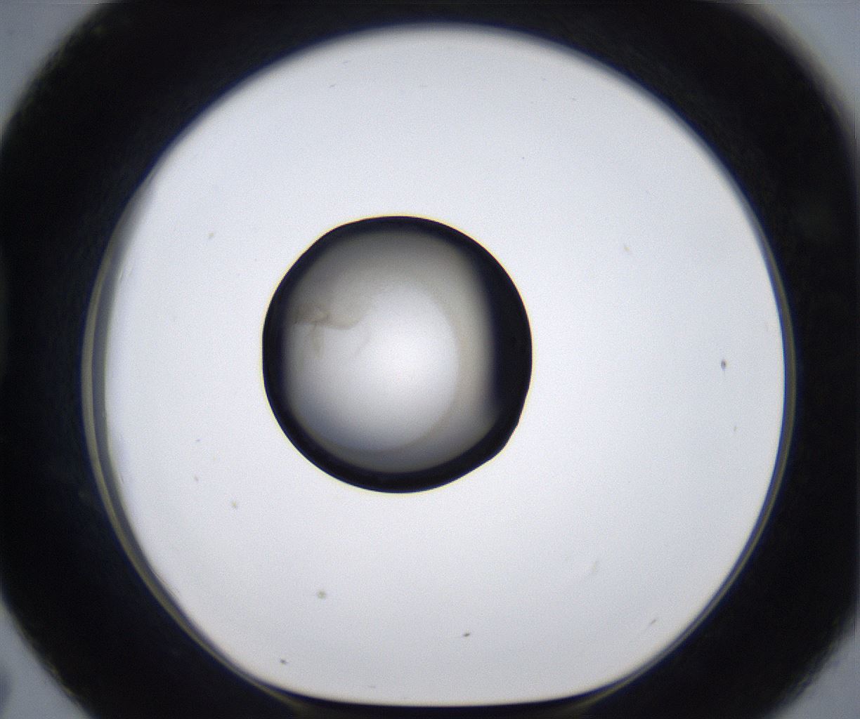 folderID280_plateID2280_batchID10795_wellNum43_profileID1_d1_r159298_ef.jpg