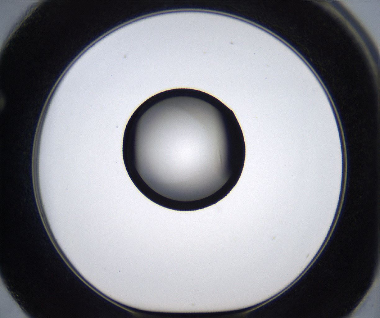 folderID280_plateID2280_batchID10795_wellNum62_profileID1_d1_r159336_ef.jpg