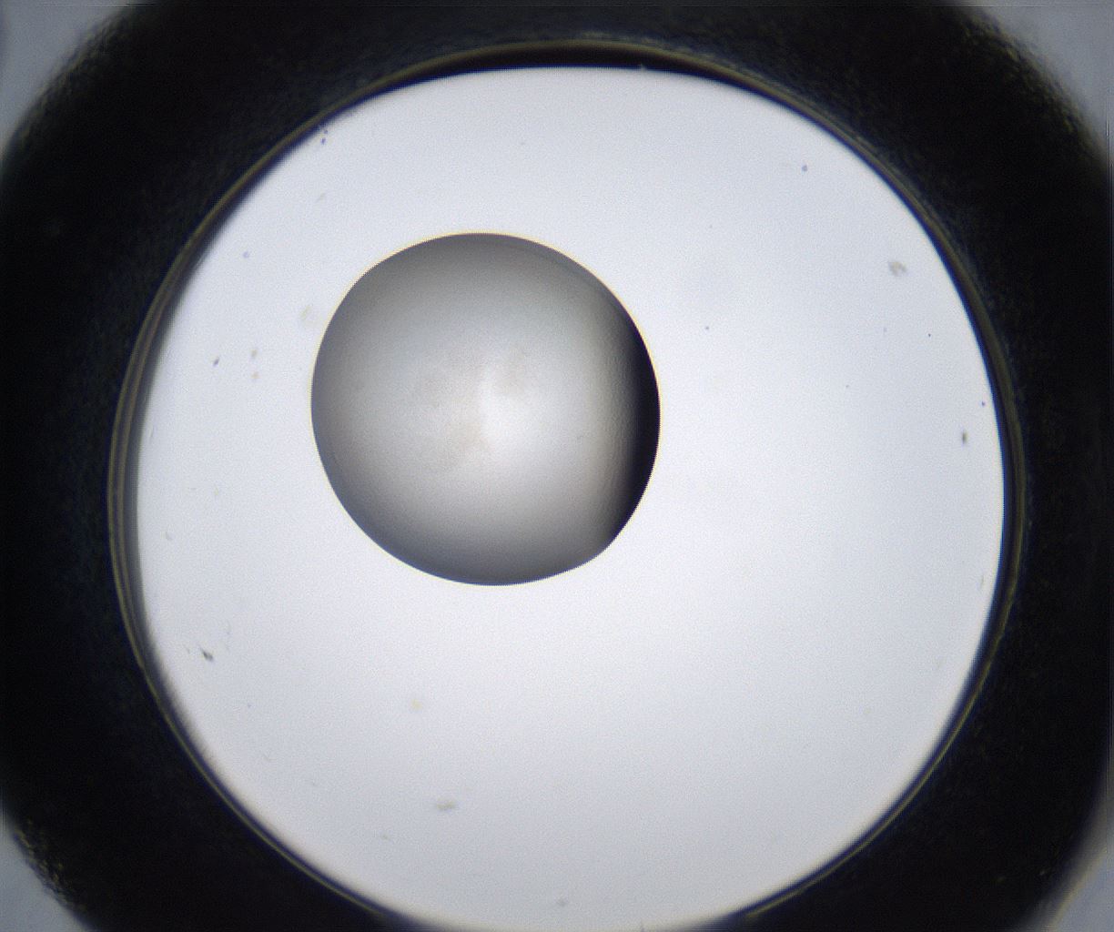 folderID280_plateID2280_batchID10795_wellNum68_profileID1_d2_r159349_ef.jpg