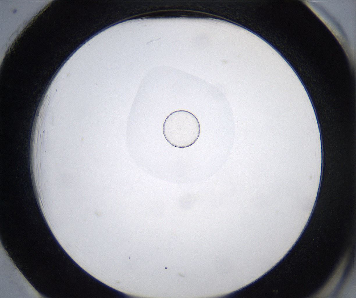 folderID280_plateID2280_batchID10795_wellNum85_profileID1_d2_r159383_ef.jpg