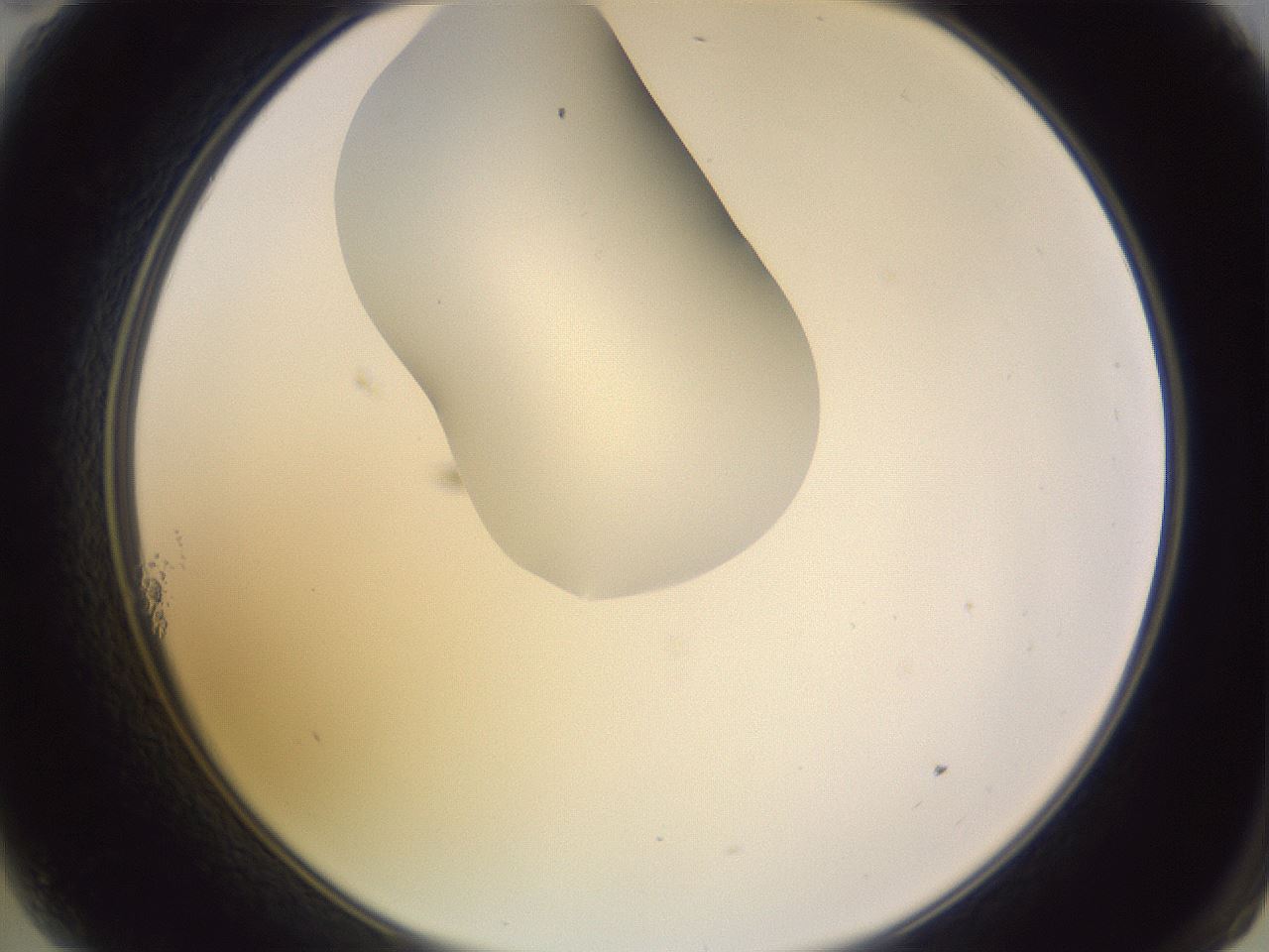 folderID281_plateID1281_batchID4174_wellNum11_profileID1_d2_r75853_ef.jpg