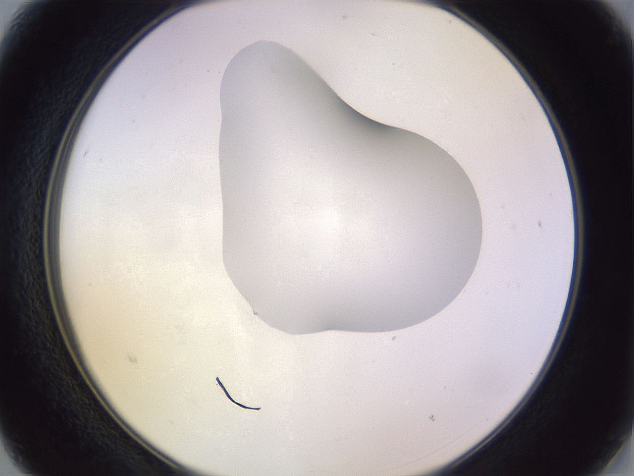 folderID281_plateID1281_batchID4174_wellNum15_profileID1_d2_r75861_ef.jpg