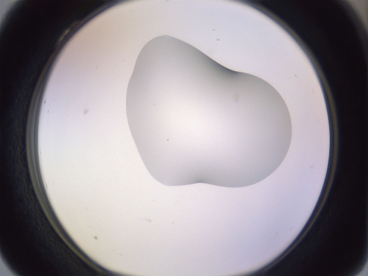 folderID281_plateID1281_batchID4174_wellNum28_profileID1_d1_r75886_ef.jpg
