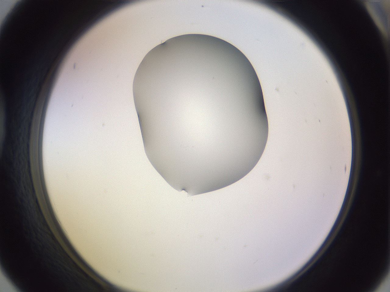 folderID281_plateID1281_batchID4174_wellNum42_profileID1_d1_r75914_ef.jpg