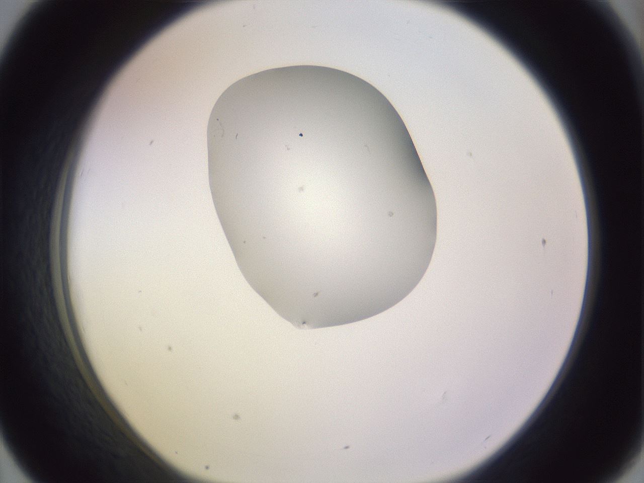 folderID281_plateID1281_batchID4174_wellNum43_profileID1_d1_r75916_ef.jpg