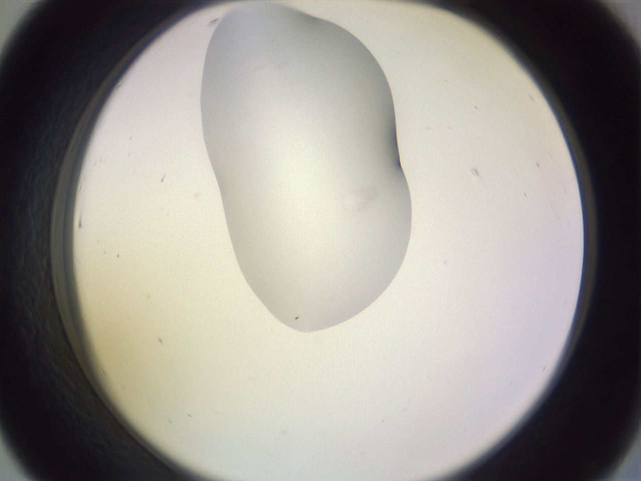 folderID281_plateID1281_batchID4174_wellNum43_profileID1_d2_r75917_ef.jpg