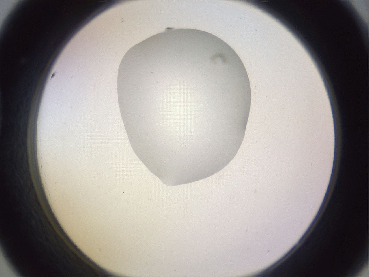 folderID281_plateID1281_batchID4174_wellNum44_profileID1_d1_r75918_ef.jpg
