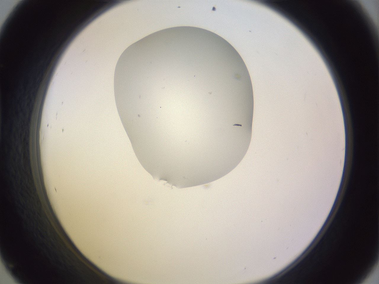 folderID281_plateID1281_batchID4174_wellNum45_profileID1_d1_r75920_ef.jpg