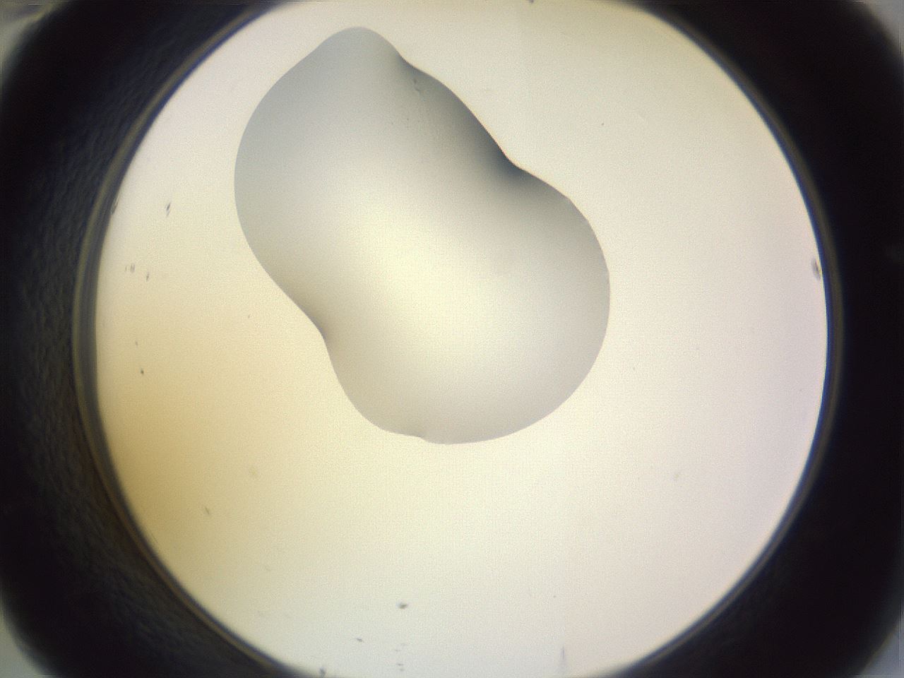 folderID281_plateID1281_batchID4174_wellNum46_profileID1_d2_r75923_ef.jpg