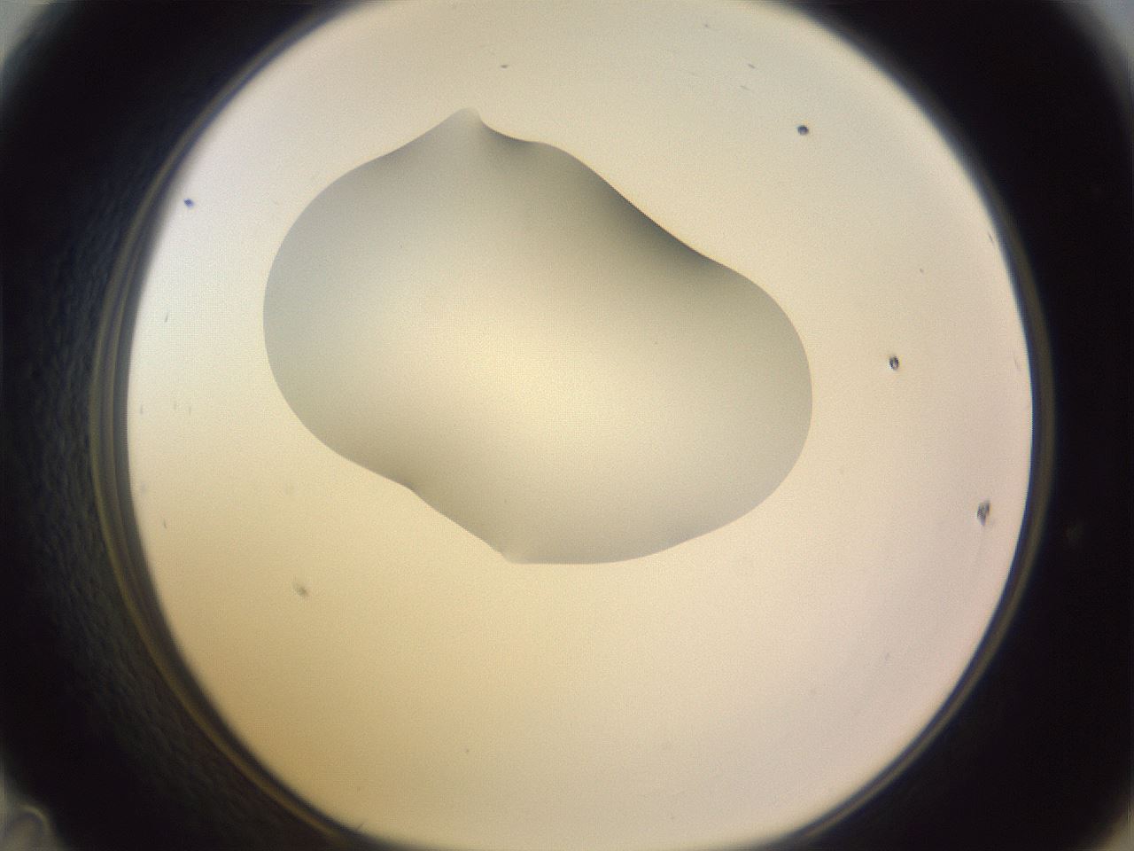 folderID281_plateID1281_batchID4174_wellNum47_profileID1_d1_r75924_ef.jpg