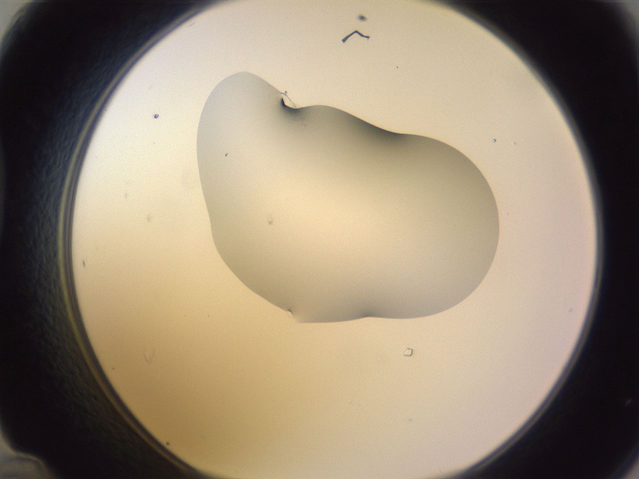 folderID281_plateID1281_batchID4174_wellNum48_profileID1_d1_r75926_ef.jpg