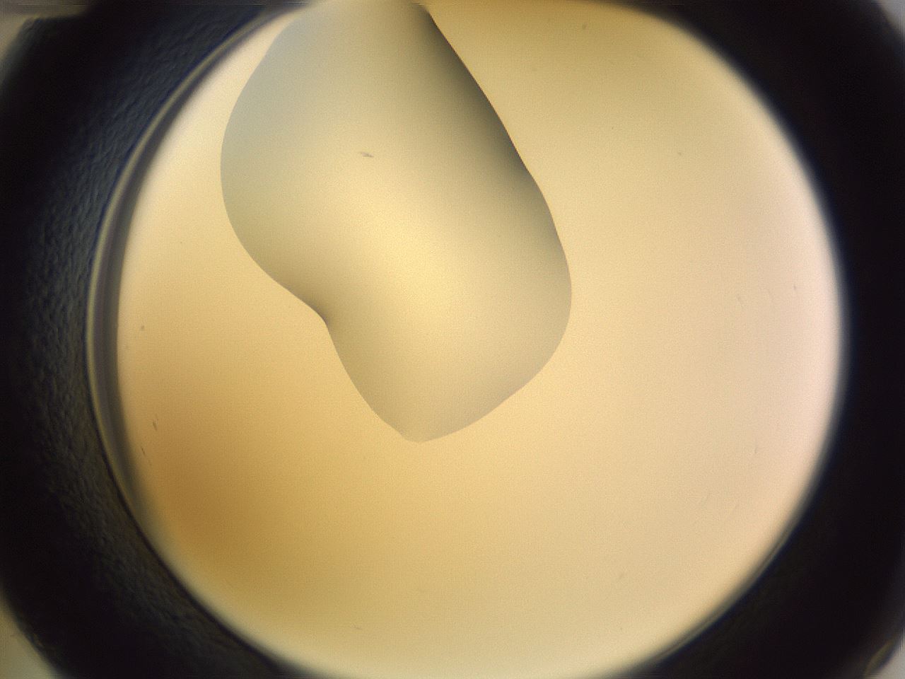 folderID281_plateID1281_batchID4174_wellNum48_profileID1_d2_r75927_ef.jpg