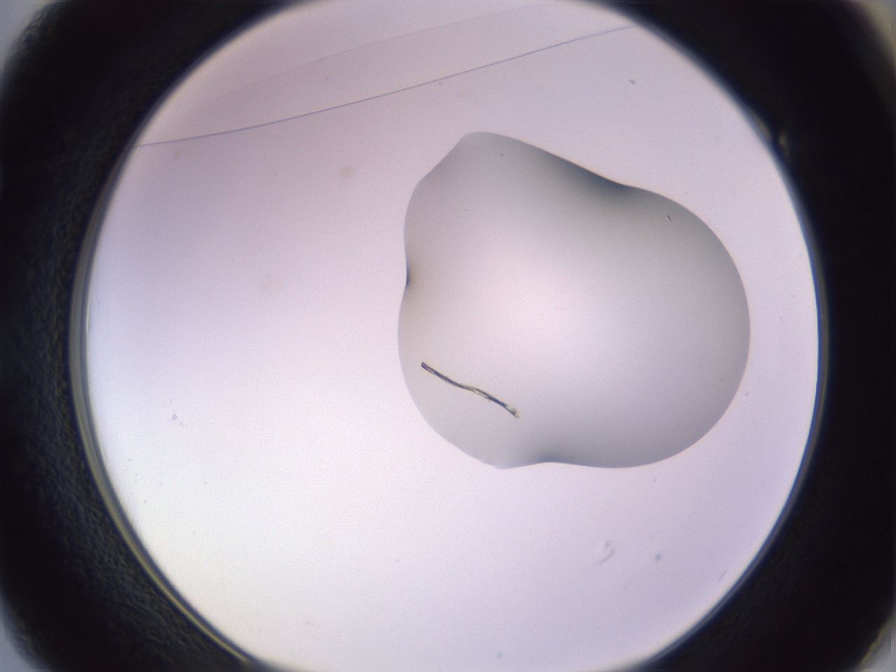 folderID281_plateID1281_batchID4174_wellNum49_profileID1_d1_r75928_ef.jpg