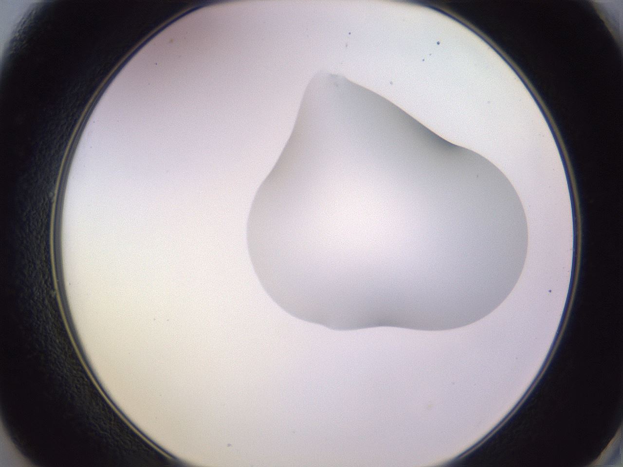 folderID281_plateID1281_batchID4174_wellNum49_profileID1_d2_r75929_ef.jpg