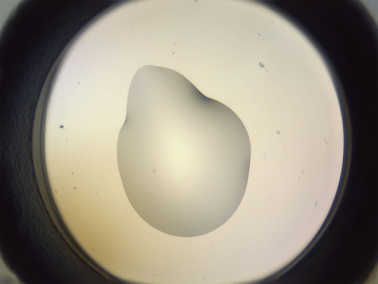 folderID281_plateID1281_batchID4174_wellNum59_profileID1_d1_r75948_ef.jpg