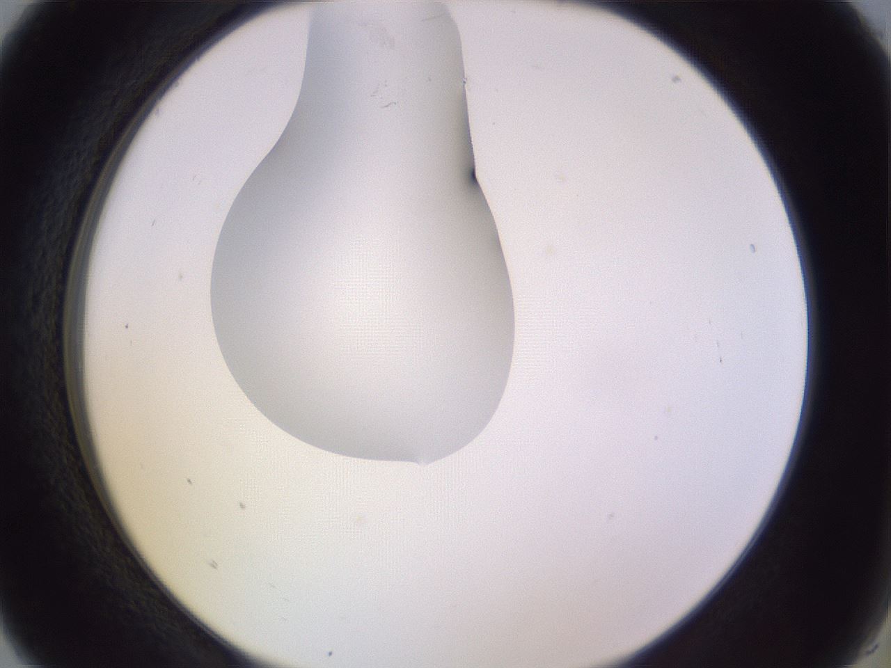 folderID281_plateID1281_batchID4174_wellNum5_profileID1_d2_r75841_ef.jpg