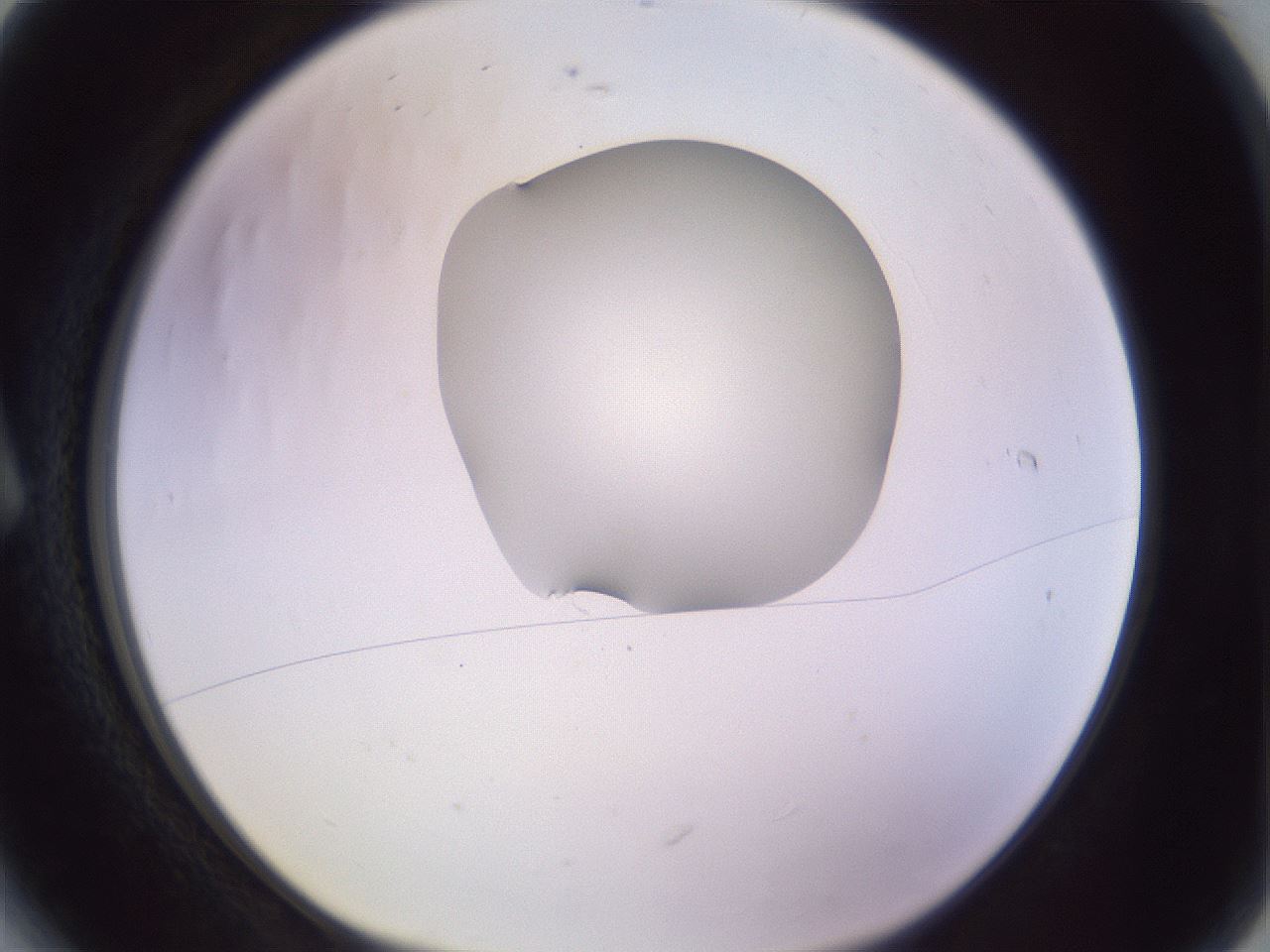 folderID281_plateID1281_batchID4174_wellNum6_profileID1_d1_r75842_ef.jpg