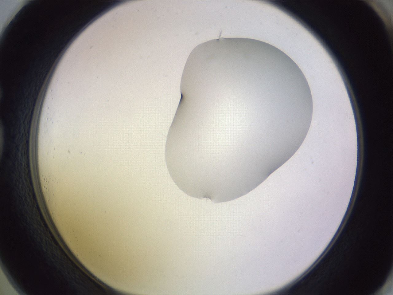 folderID281_plateID1281_batchID4174_wellNum73_profileID1_d1_r75976_ef.jpg