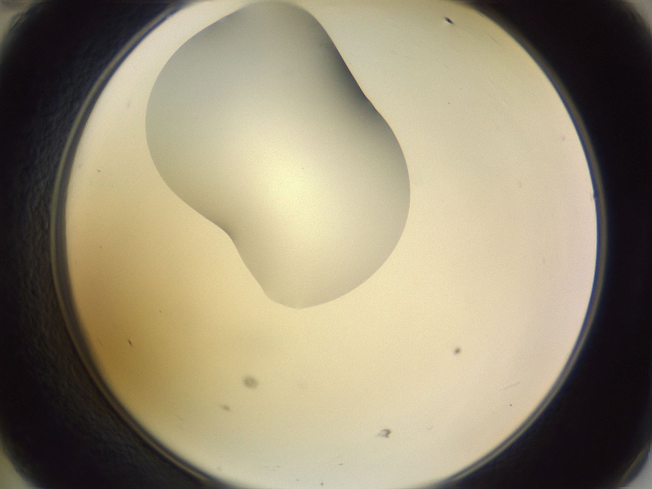 folderID281_plateID1281_batchID4174_wellNum47_profileID1_d2_r75925_ef.jpg