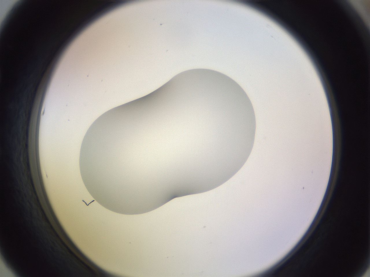 folderID281_plateID1281_batchID4174_wellNum53_profileID1_d1_r75936_ef.jpg