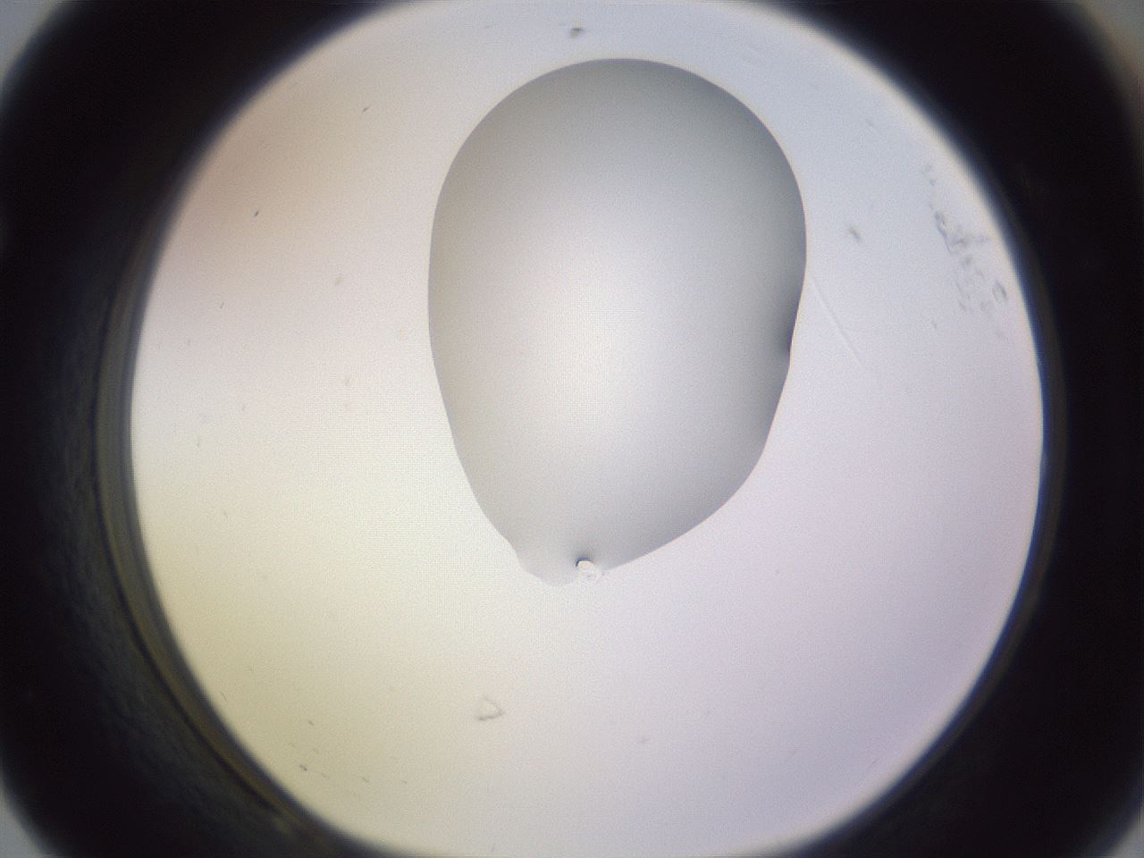 folderID281_plateID1281_batchID4174_wellNum68_profileID1_d1_r75966_ef.jpg