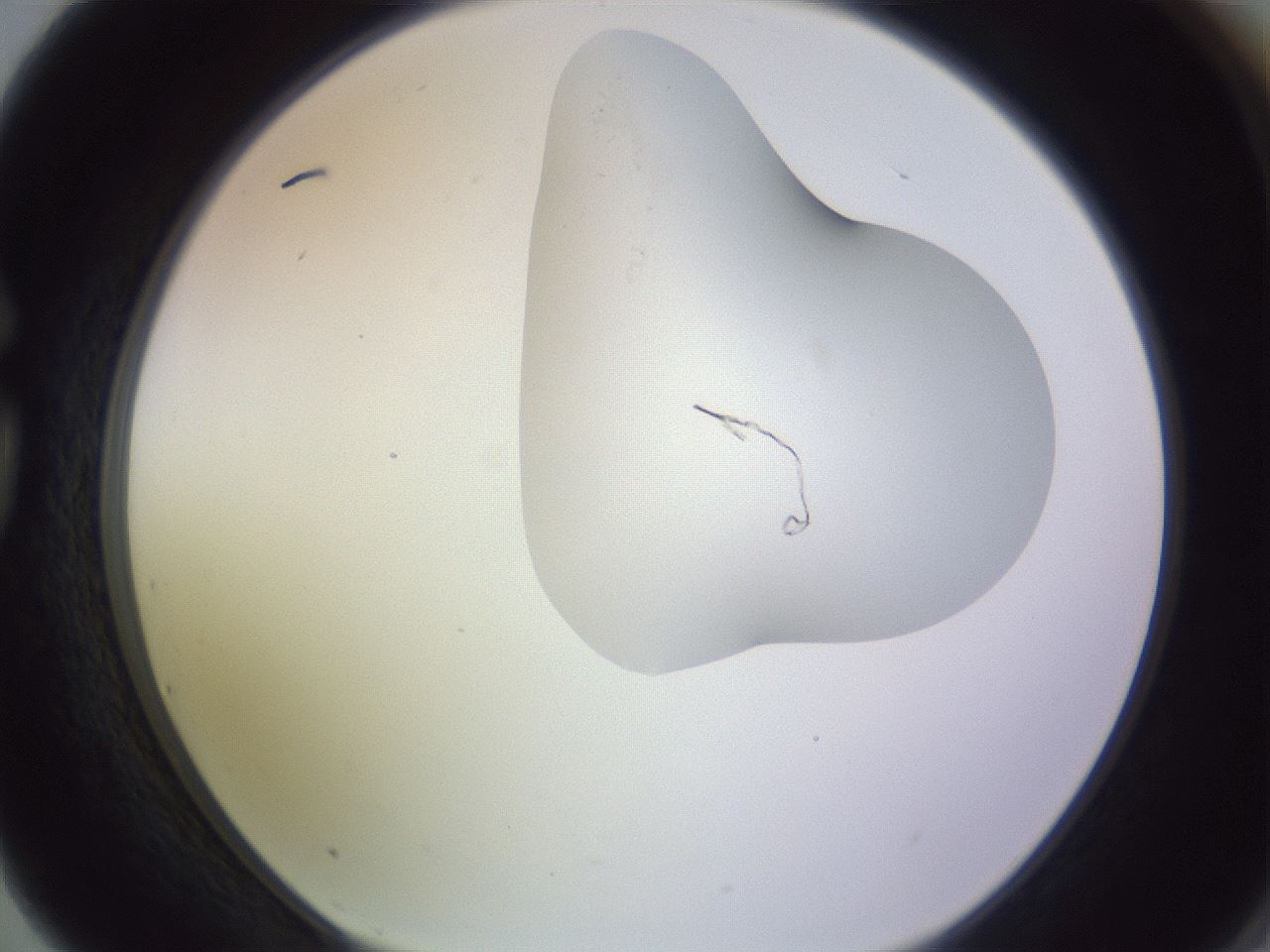 folderID281_plateID1281_batchID4174_wellNum75_profileID1_d1_r75980_ef.jpg