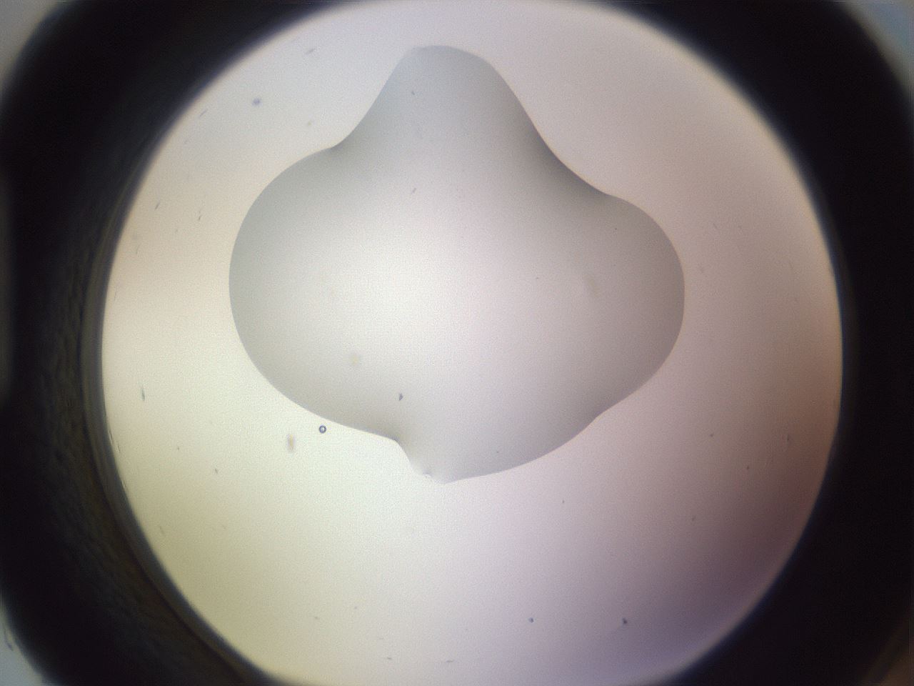 folderID281_plateID1281_batchID4174_wellNum93_profileID1_d1_r76016_ef.jpg