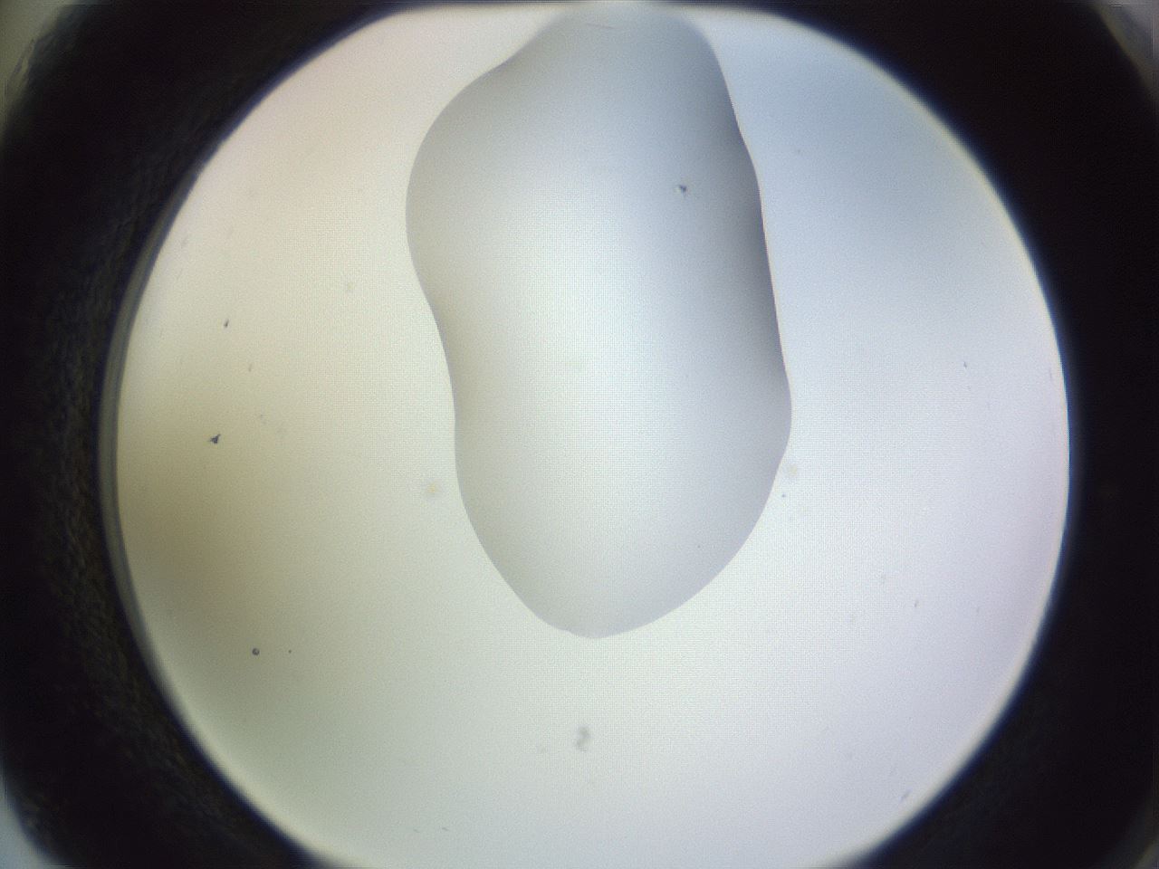 folderID281_plateID1281_batchID4174_wellNum75_profileID1_d2_r75981_ef.jpg