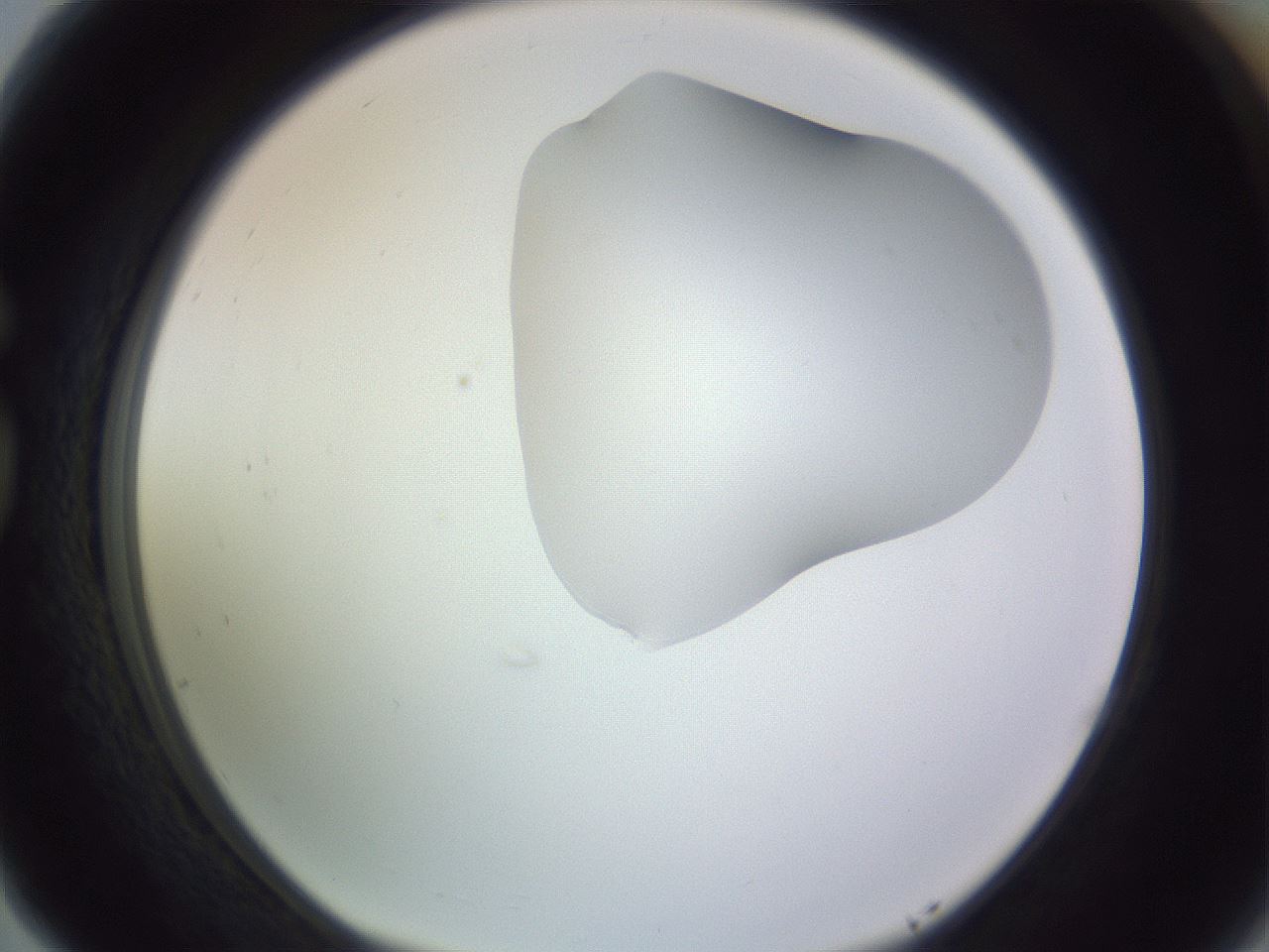 folderID281_plateID1281_batchID4174_wellNum77_profileID1_d1_r75984_ef.jpg