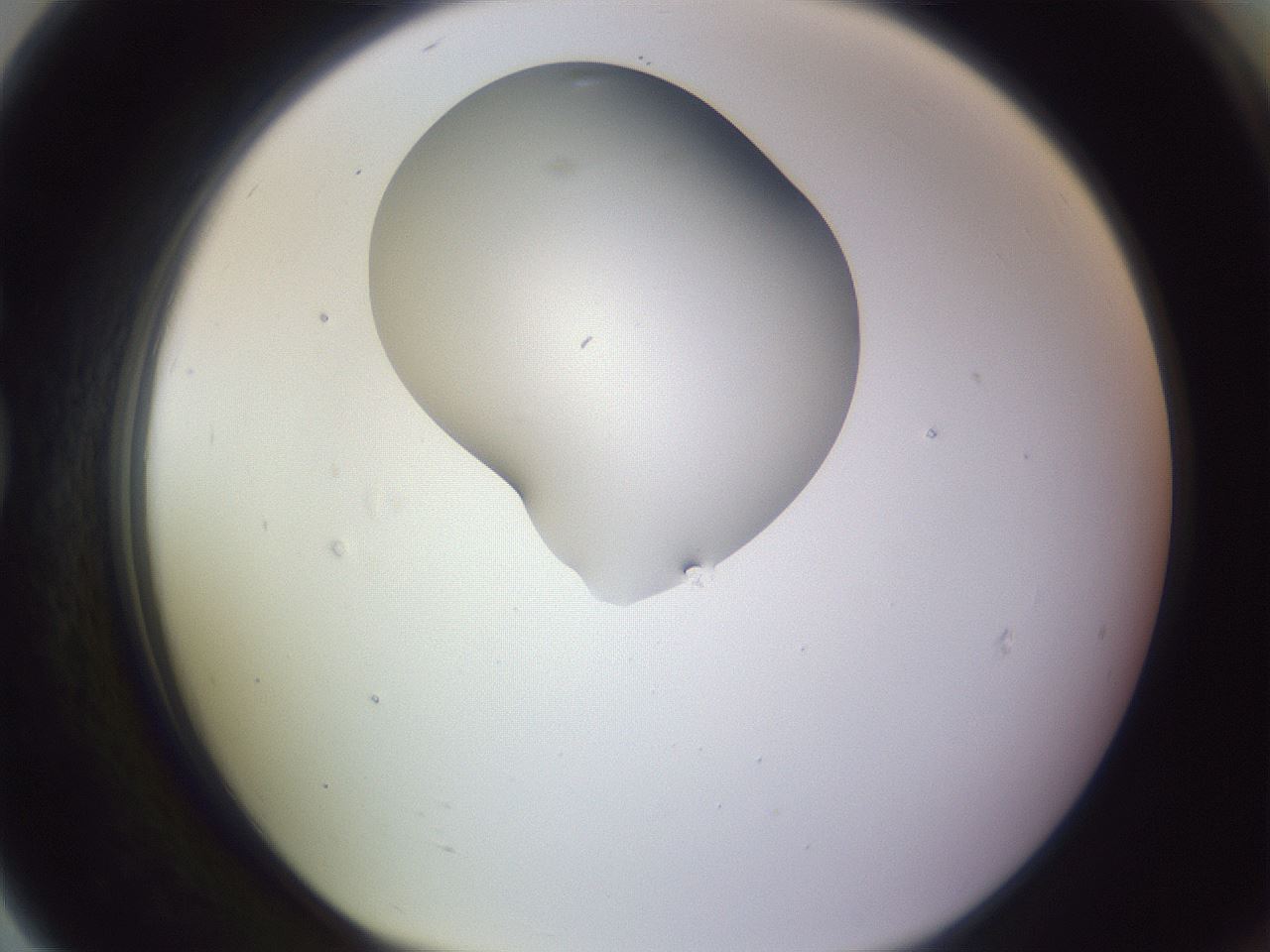 folderID281_plateID1281_batchID4174_wellNum79_profileID1_d1_r75988_ef.jpg