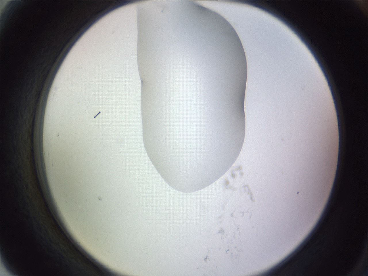 folderID281_plateID1281_batchID4174_wellNum79_profileID1_d2_r75989_ef.jpg