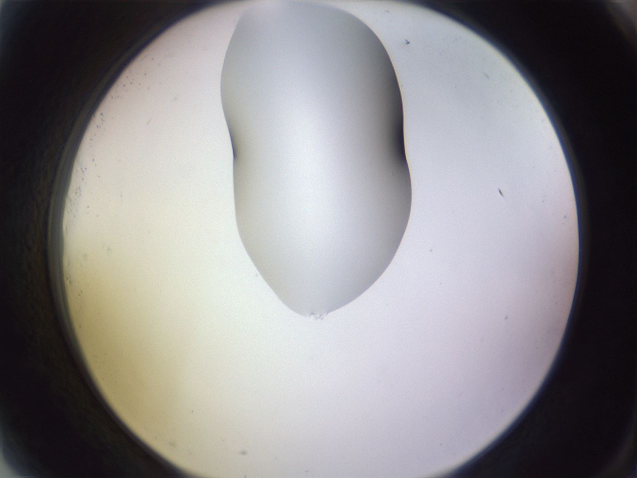 folderID281_plateID1281_batchID4174_wellNum81_profileID1_d2_r75993_ef.jpg