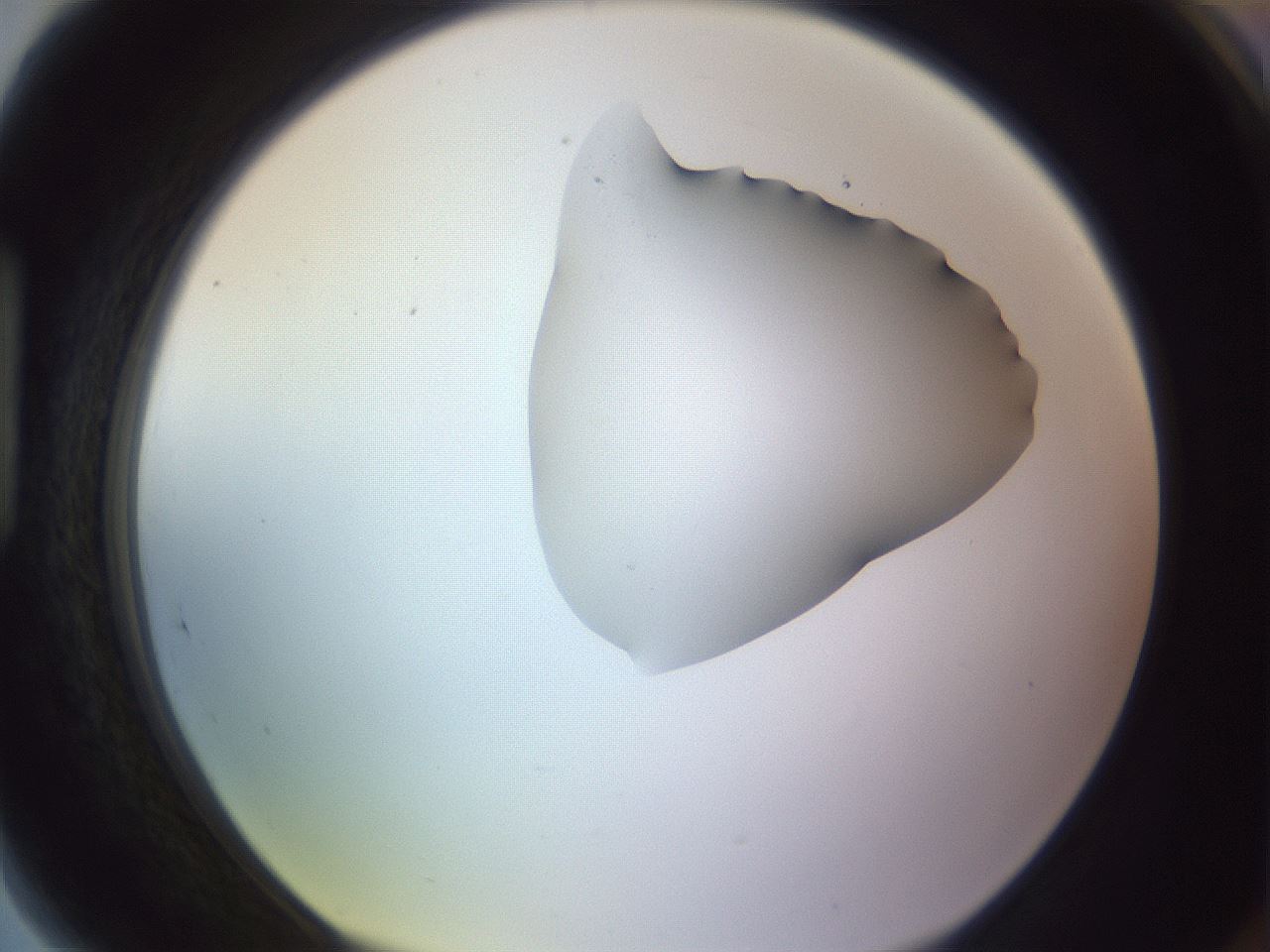 folderID281_plateID1281_batchID4174_wellNum89_profileID1_d1_r76008_ef.jpg