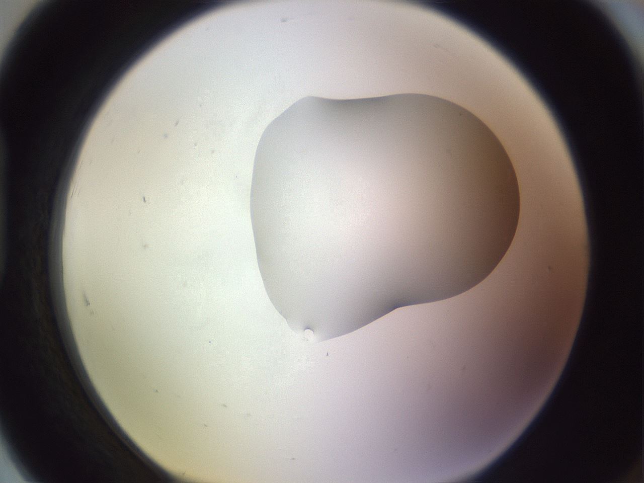 folderID281_plateID1281_batchID4174_wellNum91_profileID1_d1_r76012_ef.jpg