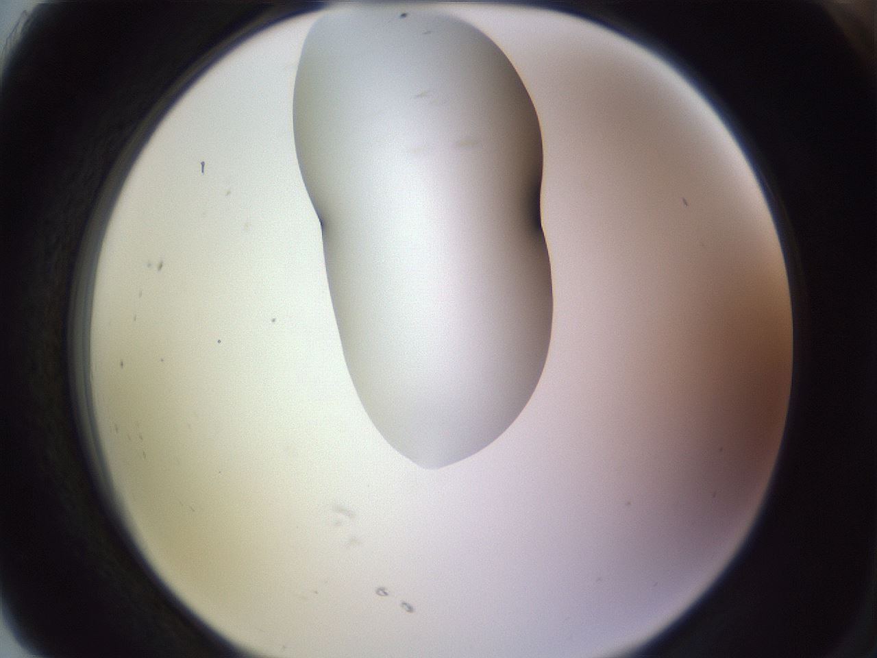 folderID281_plateID1281_batchID4174_wellNum91_profileID1_d2_r76013_ef.jpg