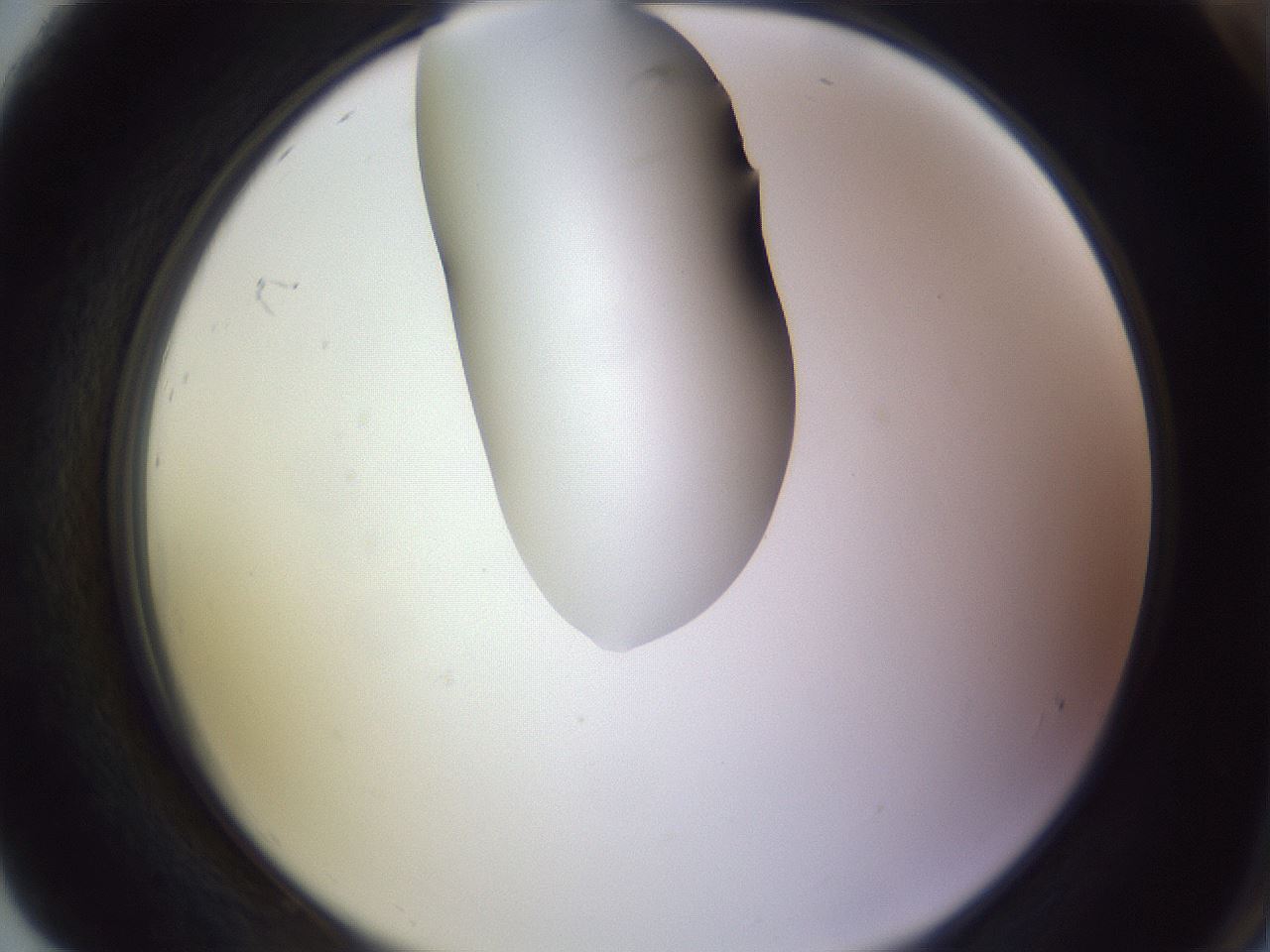 folderID281_plateID1281_batchID4174_wellNum92_profileID1_d2_r76015_ef.jpg