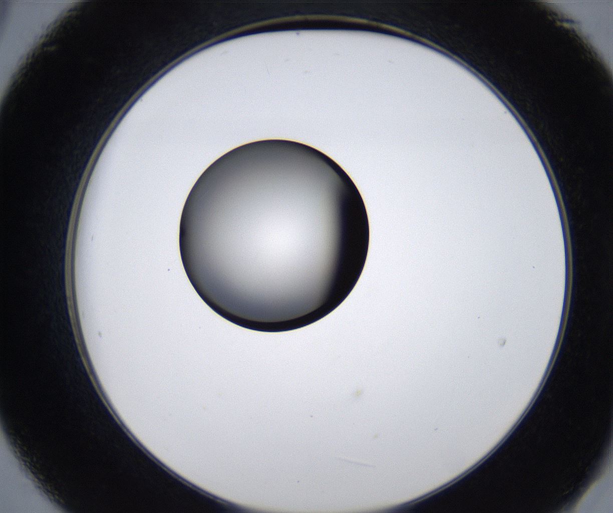 folderID281_plateID2281_batchID10796_wellNum21_profileID1_d2_r159447_ef.jpg