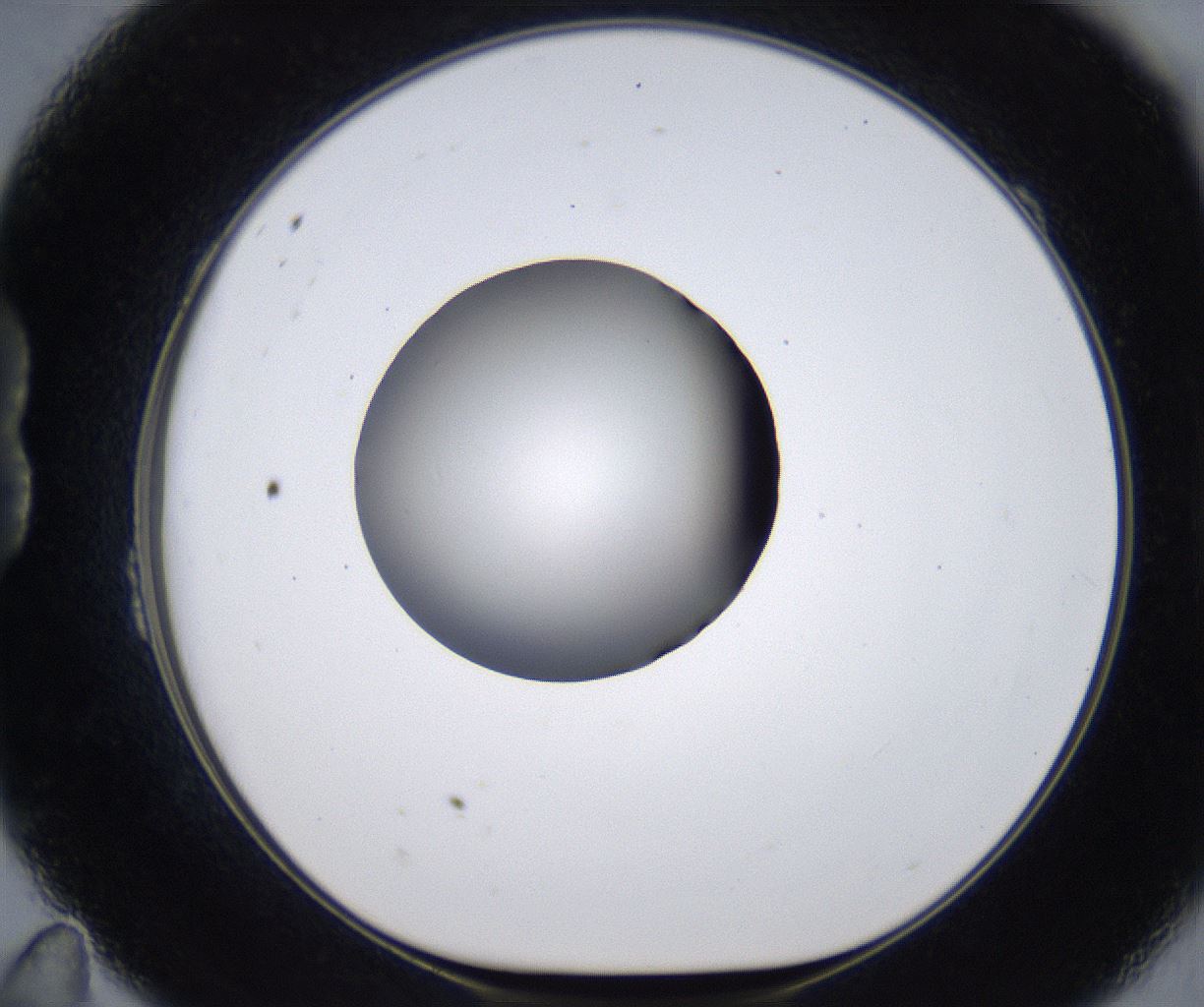 folderID281_plateID2281_batchID10796_wellNum23_profileID1_d1_r159450_ef.jpg