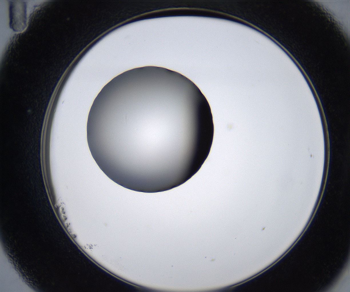folderID281_plateID2281_batchID10796_wellNum23_profileID1_d2_r159451_ef.jpg