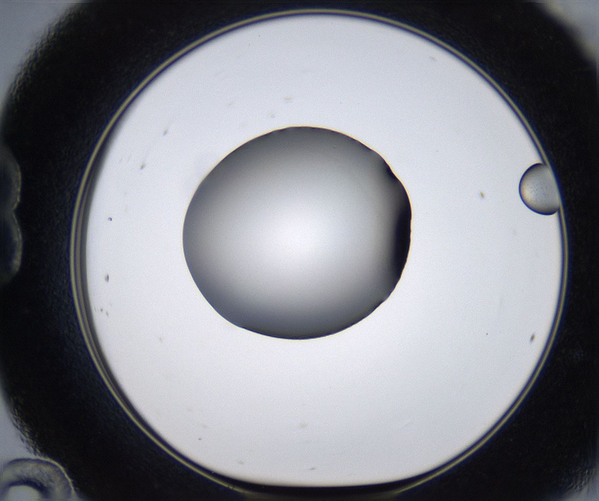folderID281_plateID2281_batchID10796_wellNum24_profileID1_d1_r159452_ef.jpg